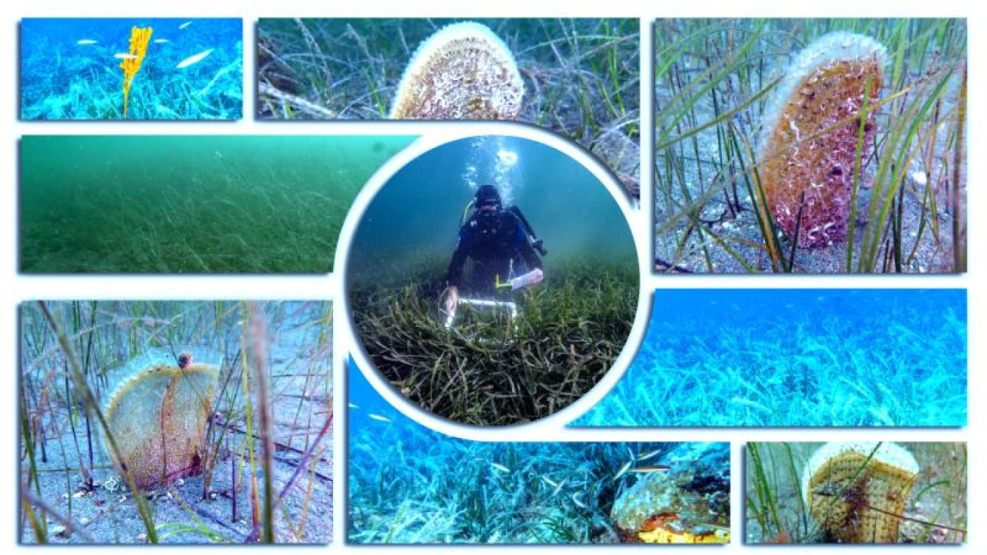 Pina ve deniz çayırları Marmara'ya nefes oluyor