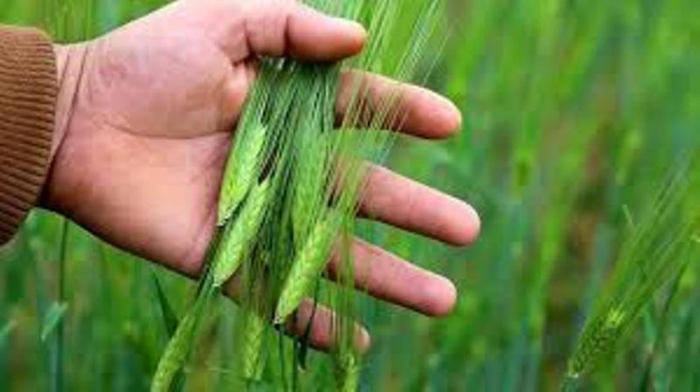 Tarım sezonu yağışlarında rekor artış