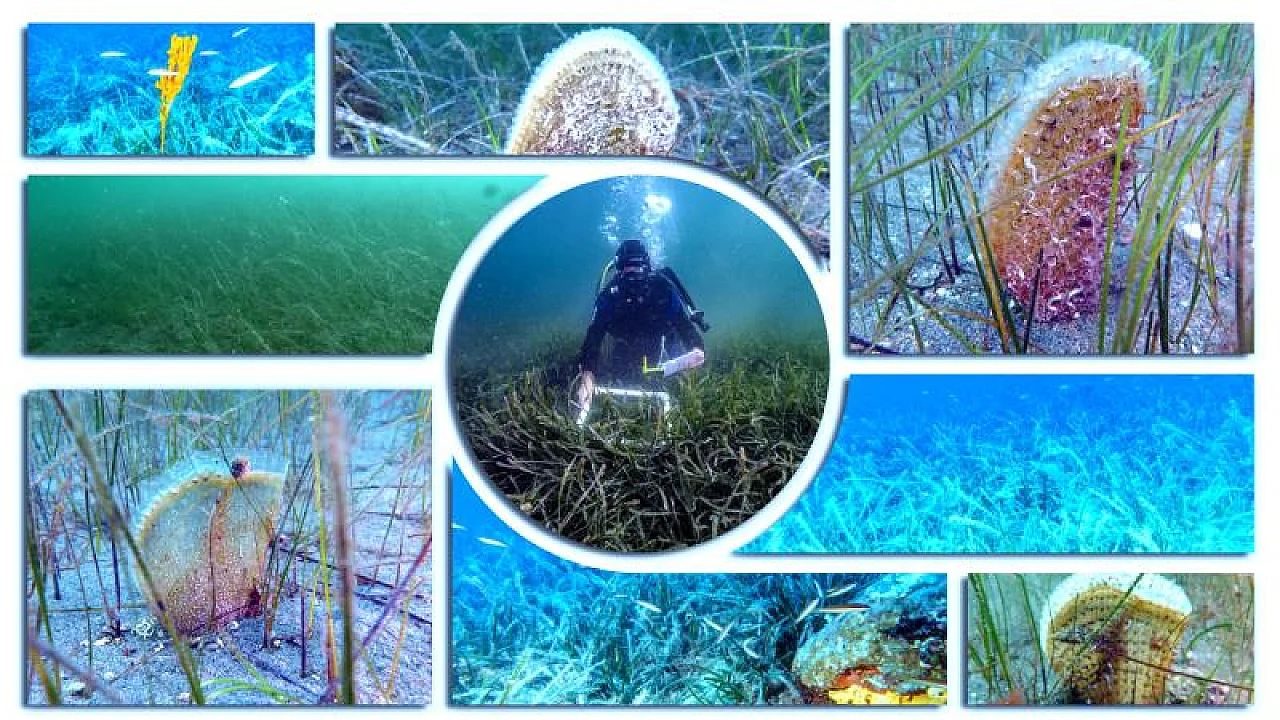 Pina ve deniz çayırları Marmara'ya nefes oluyor