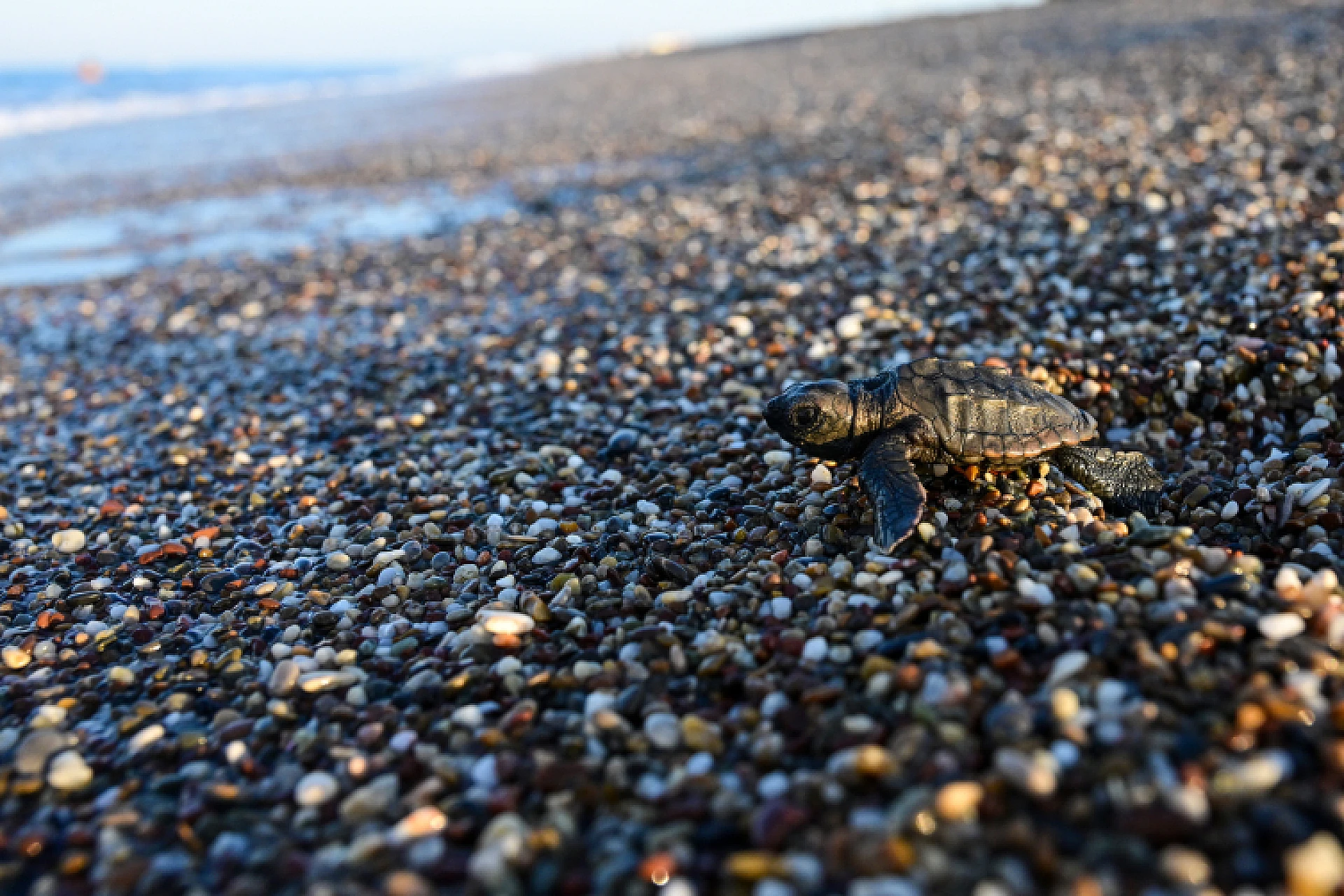 Caretta caretta yavruları mavi sularla buluştu