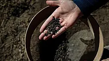 Erken Tunç Çağı'na ait karbonlaşmış arpa taneleri bulundu