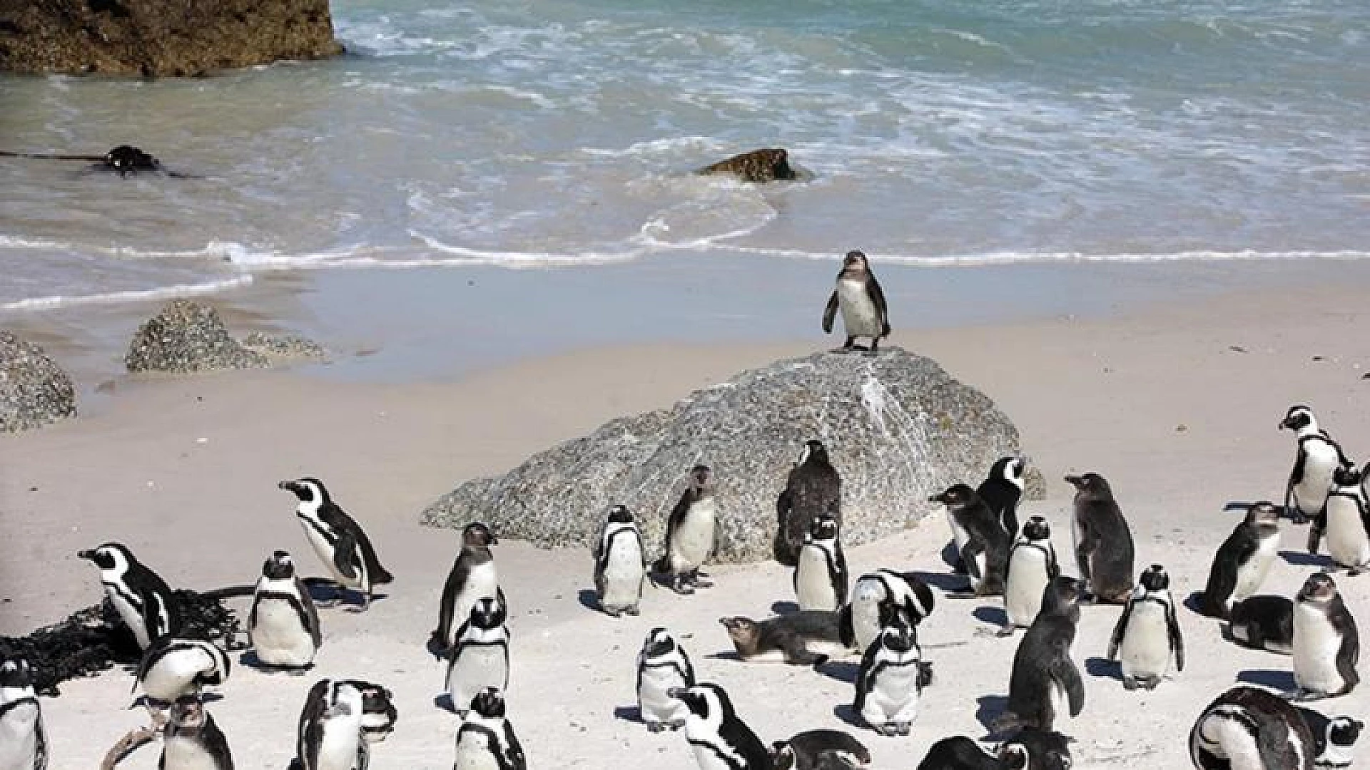 Güney Afrika açıklarında son 10 yılda felaket