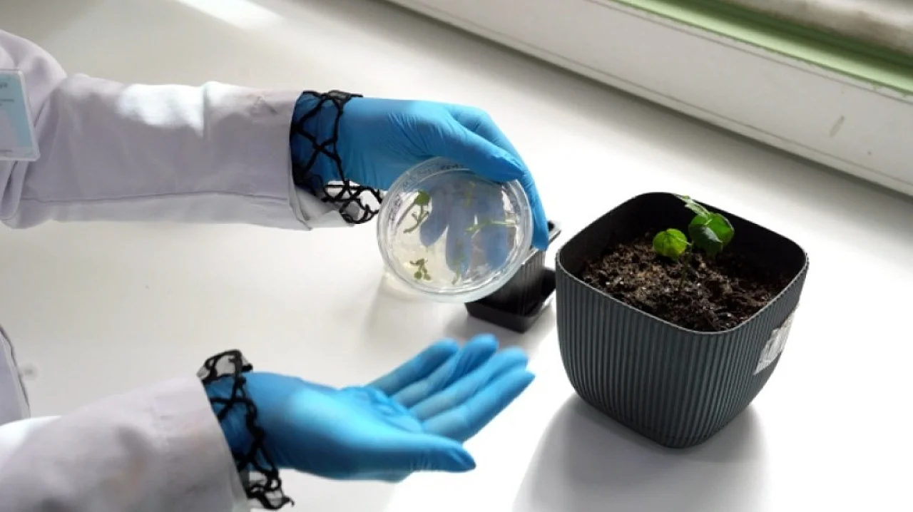 1000 yıllık süreç laboratuvarda birkaç yıla indirildi