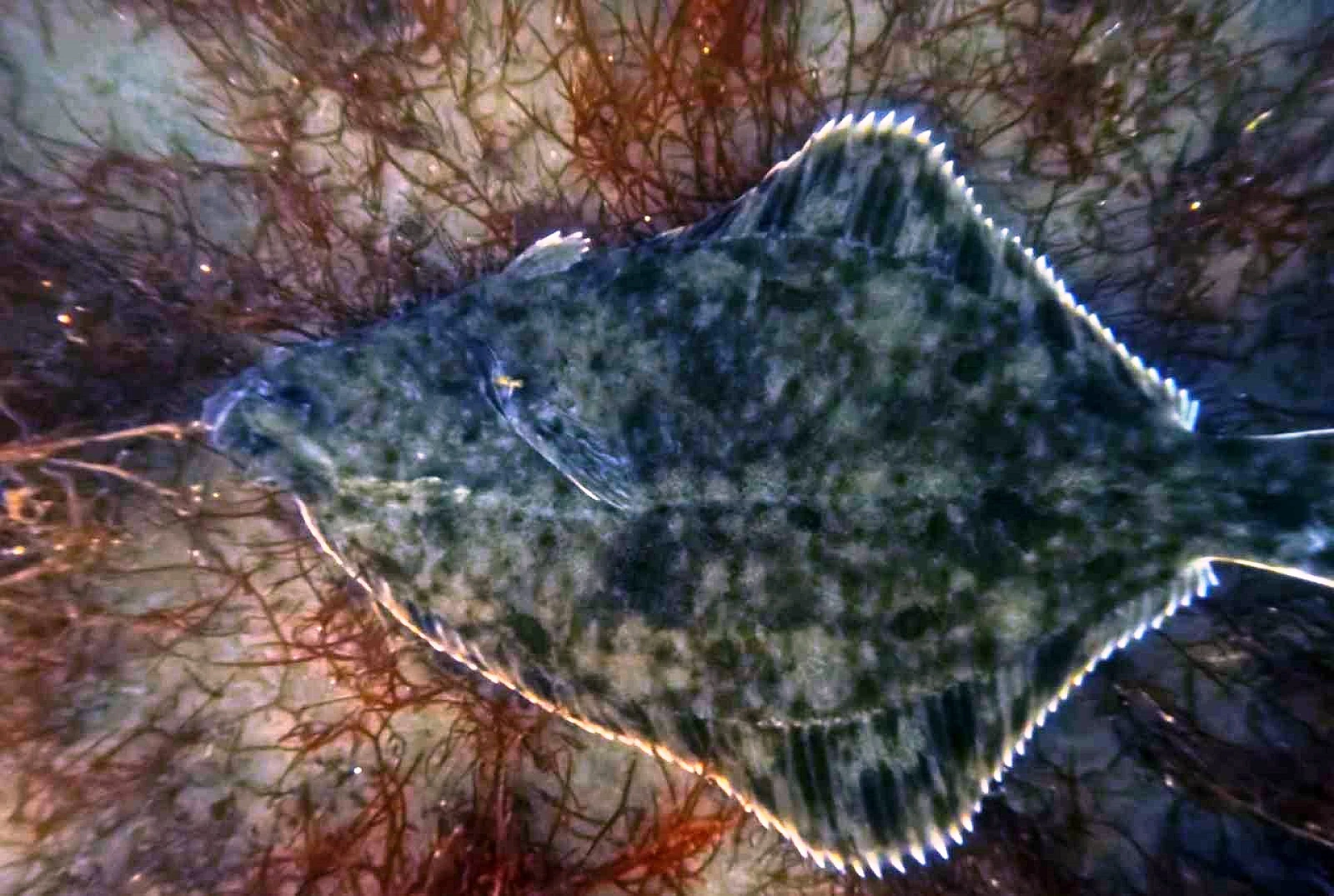 Dip çamuru temizliği sonuç verdi