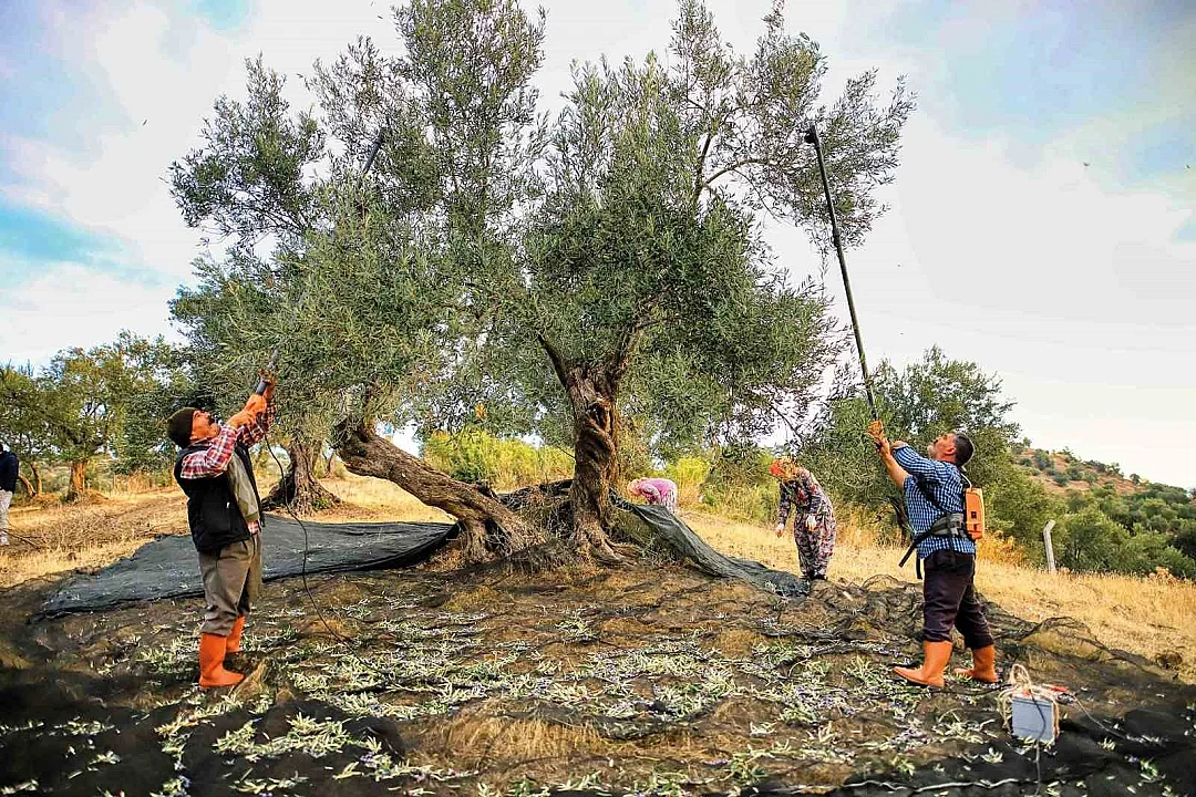 Güney Marmara’da zeytin hasadı başladı