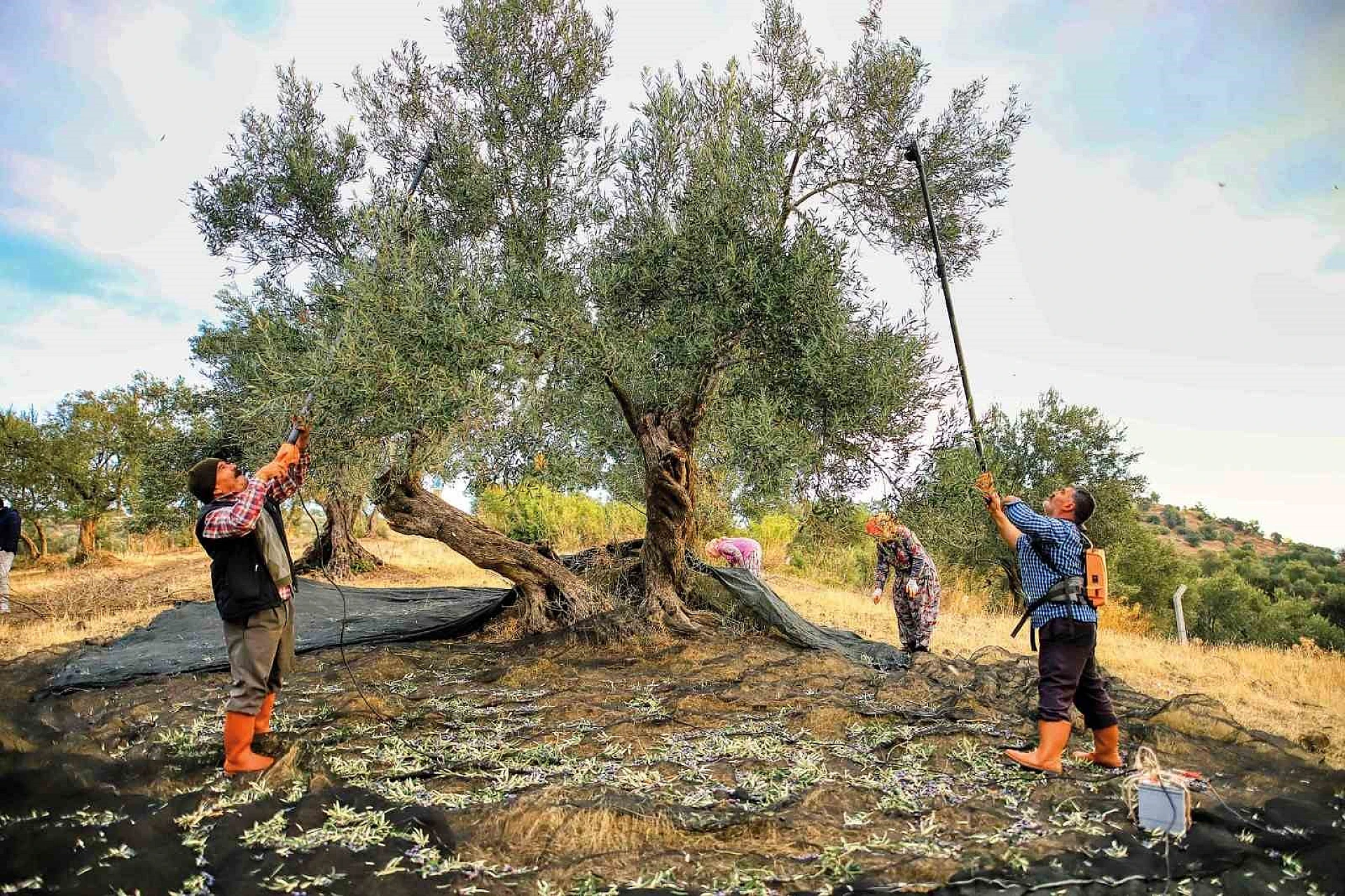 Güney Marmara’da zeytin hasadı başladı